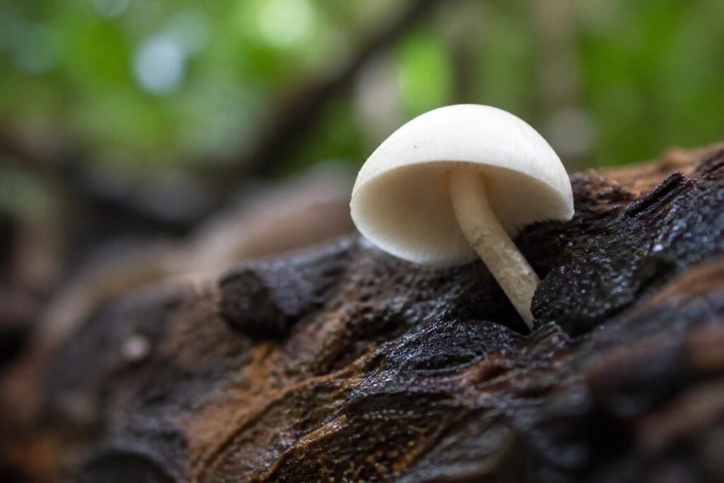 découvrez les causes du champignon blanc sur bois humide et explorez des solutions efficaces pour protéger et traiter vos surfaces en bois.